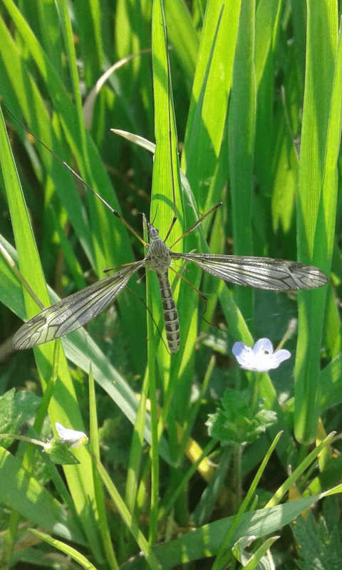 Tipulidae : Tipula cfr. lateralis, femmina